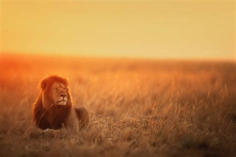 Can Lions Camouflage? How does a Lion camouflage itself?