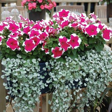 Dichondra - Kundura Çimi - Fare Kulağı (Dicondra repens) - agaclar.net