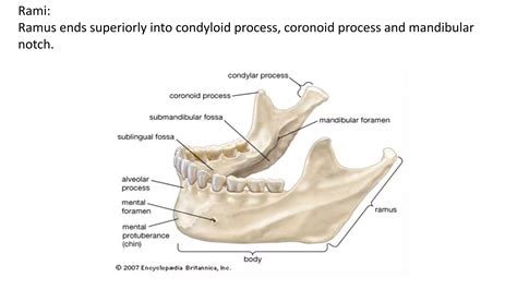 Mandible | PPTX