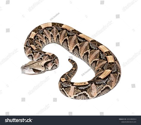 Venomous Snake Gaboon Viper Bitis Gabonica Stock Photo 2215992913 ...