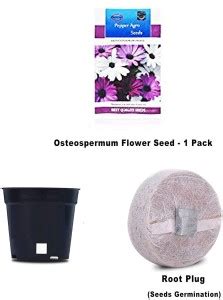 CYBEXIS Osteospermum Flower Seeds Comes With Free Pot & Root Plug Seed ...