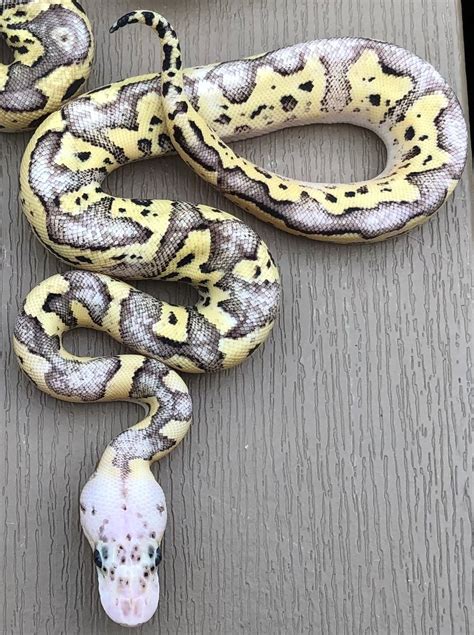 Pastel Fire Clown 50% Het Desert Ghost Ball Python by KC's Royal ...