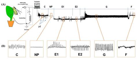 Aphid–Plant–Phytovirus Pathosystems: Influencing Factors from Vector ...