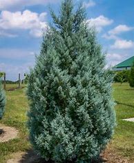Image result for Carolina Sapphire Cypress Tree