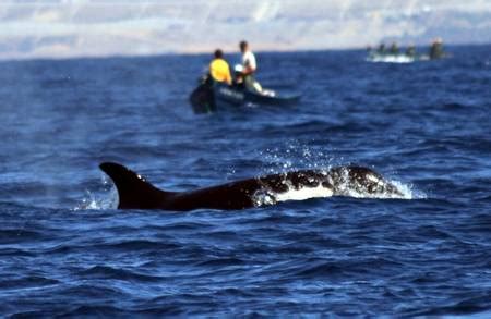 LAS ORCAS ESTAN AQUI!!!