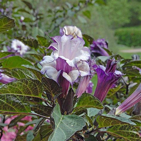 Platone's Black Dhatura Plant, Krushana Varna Dhatura Plant(Botanical ...