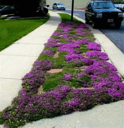 Red Creeping Thyme : r/gardening