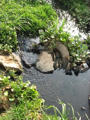 Environmental auditing of bangalore wetlands
