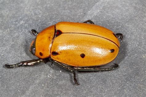 Grapevine Beetle: Identification, Life Cycle, Damage, Treatment, FAQs