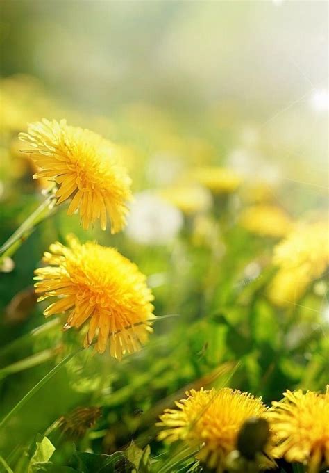 McSwain-Evans Funeral Home