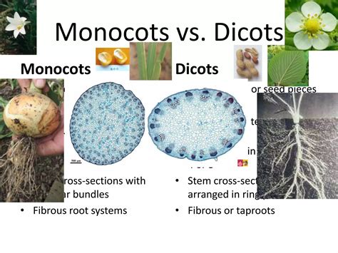 Monocots Vs Dicots | PPTX