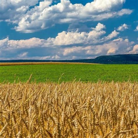 ಹಸಿರು ಹೊನ್ನಿನ ಪೈರು – Delhi Poetry Slam