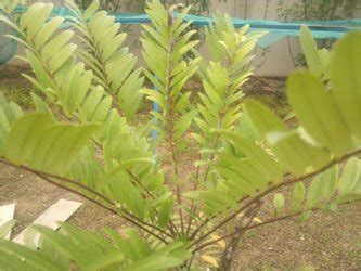 STROKE | ACUPUNCTURE MALAYSIA