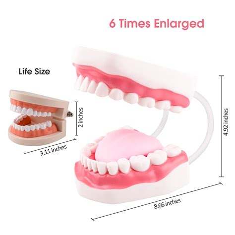 Buy Ultrassist Mouth Model Speech Therapy with Movable Tongue, Ideal ...