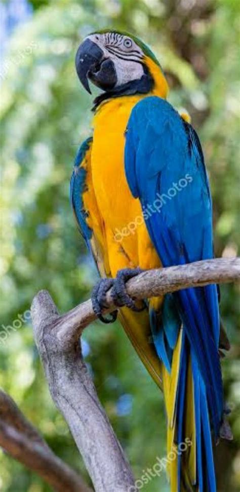 How many types of parrots is in blue colour some pics of themHi ARMLINK ...