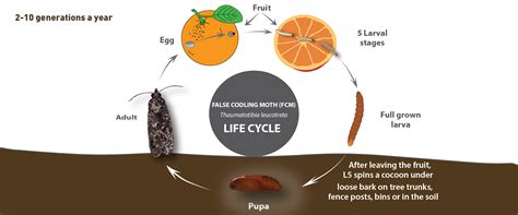 false codling moth life cycle - BioBee