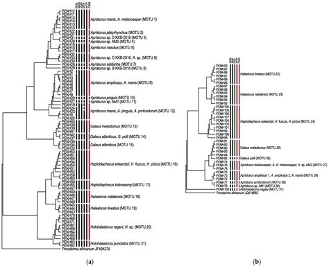 Molecular Taxonomy of South Africa’s Catsharks: How Far Have We Come?