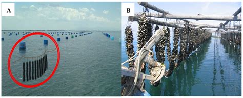 The Role of Hydrodynamics on the Sustainable Mussels’ Culture Activity ...