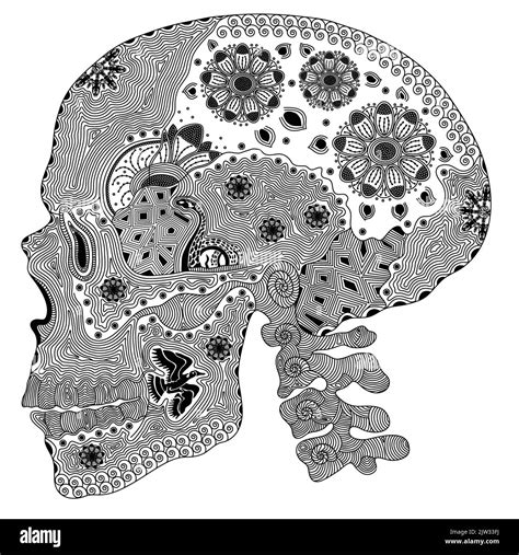 Human Skull Profile Drawing