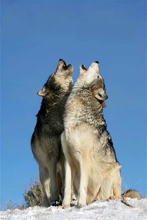 Image result for Beautiful Wolves Howling