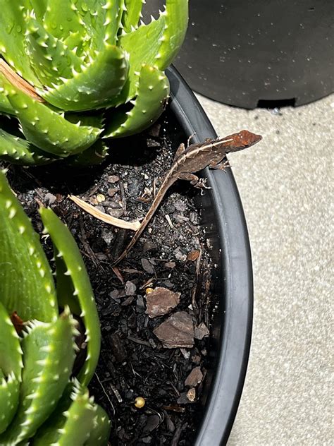 Family of Lizards Protecting my Aloe! : r/succulents