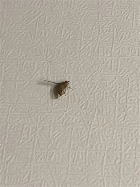 宿舍自己的位置上突然出现很多会飞的小黑虫？是什么虫，怎么解决？