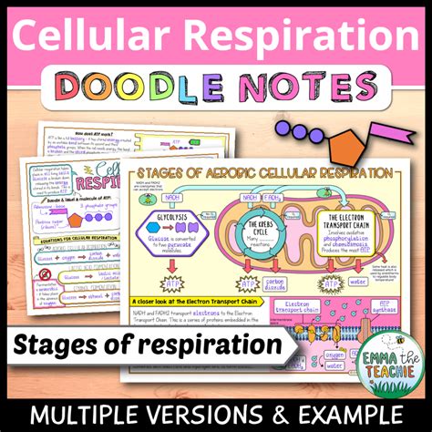 How to Teach Cellular Respiration in High School Biology - Emmatheteachie