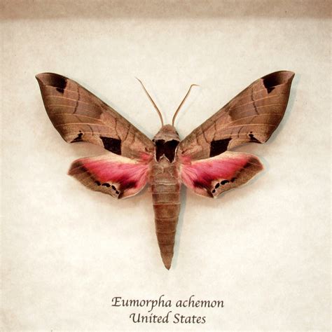 Real Pink Achemon Sphinx Moth Framed Eumorpha Achemon - Etsy