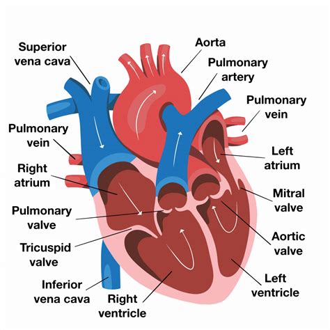The Treatment of Atrial Fibrillation with Parylene-Protected Pulsed ...