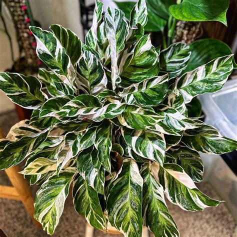 Just wanted to show off my 2 year old Calathea White Fusion! I’ll always have a love/hate ...
