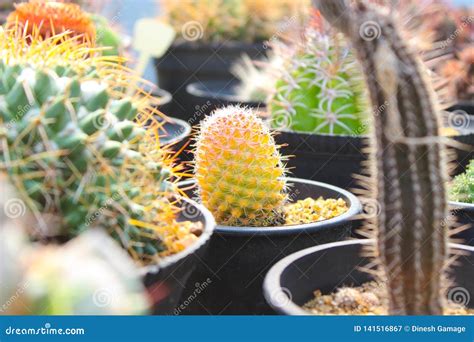 Colourful Cactus for Gardening Stock Image - Image of fruit, member ...