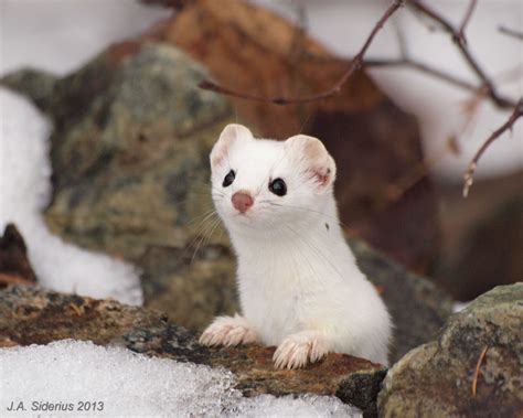 A White Ermine | Cute ferrets, Animals wild, Animals beautiful
