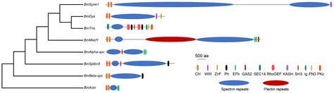 Characterization of Spectrin Family Genes and Their Evolutionary Roles ...