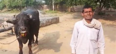 UP Farmer Brings Beaten Buffalo To Police Station