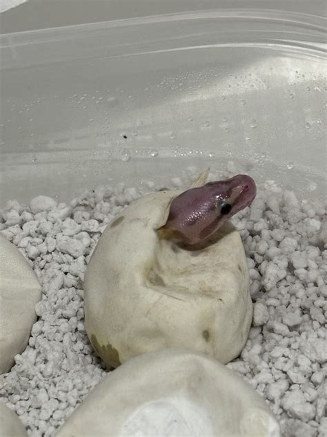 Ball Python Eggs 的图像结果