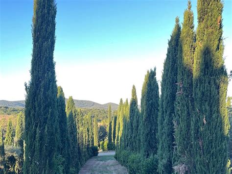 LA CHIMERA D'ALBEGNA (2026) All You Need to Know BEFORE You Go (with ...