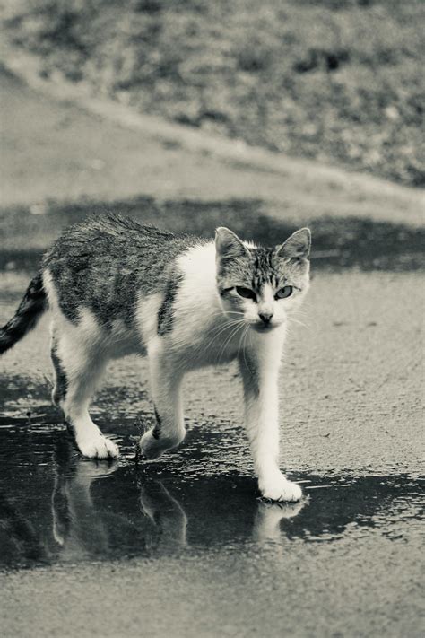 Sophie+Rain+Bikini Photos, Download The BEST Free Sophie+Rain+Bikini Stock Photos & HD Images