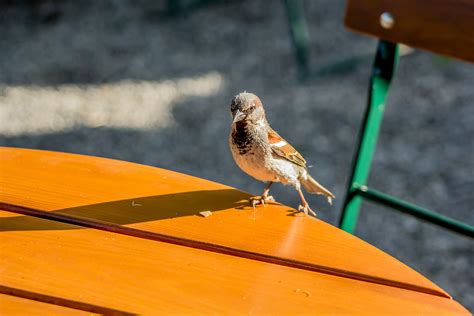 Wo sind die Spatzen? Warum der Sperling sich rar macht | agrarheute.com