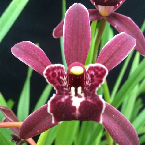 Cymbidium Gordon Gibbs 'Maidstone' - cymbidium, orchid | Lewis Ginter ...