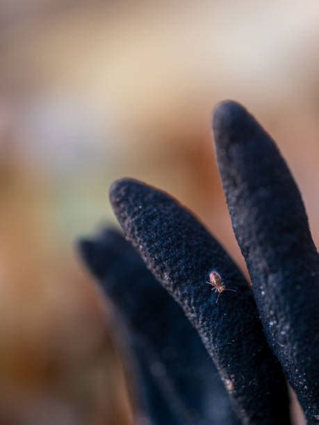 Image result for Springtail Bug-Bite