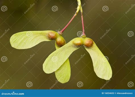 Winged seeds stock photo. Image of ornamental, breeding - 16034652