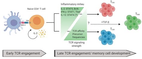Memory CD4+ T Cells in Immunity and Autoimmune Diseases