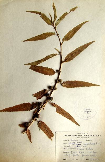 corchorus_capsularis