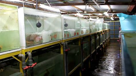 Java Tropical Fish Farm 的图像结果