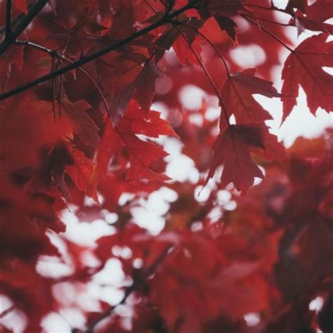 枫叶微信头像，秋天红色的枫叶看起来太美了-唯美头像