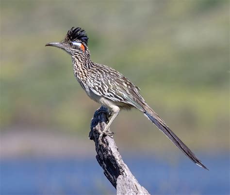 Greater Roadrunner | San Diego Bird Spot
