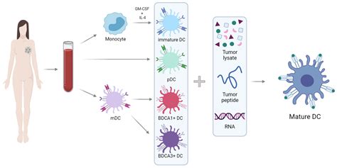 Dendritic Cells in Cancer Immunology and Immunotherapy