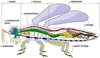 Insect apocalypse - GS SCORE