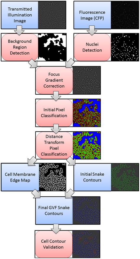 Image result for Cell Segmentation Methods