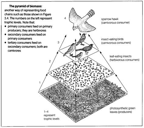 Biomass Pyramid Definition